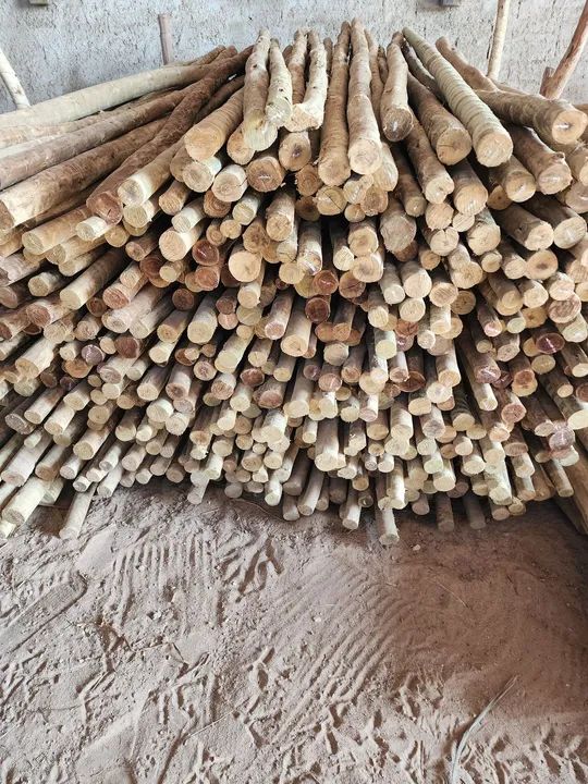 Toras de eucalipto  - Foto 2