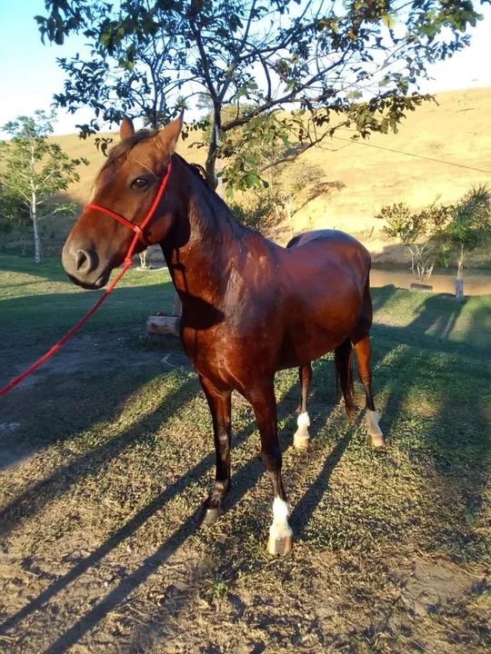 Cavalo  marcha picada 