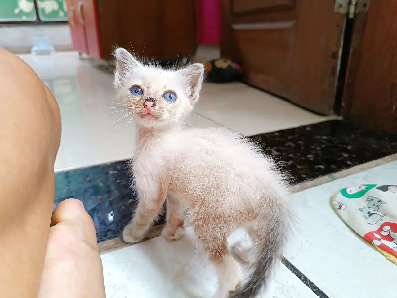 Gata filhote disponível pra adoção 