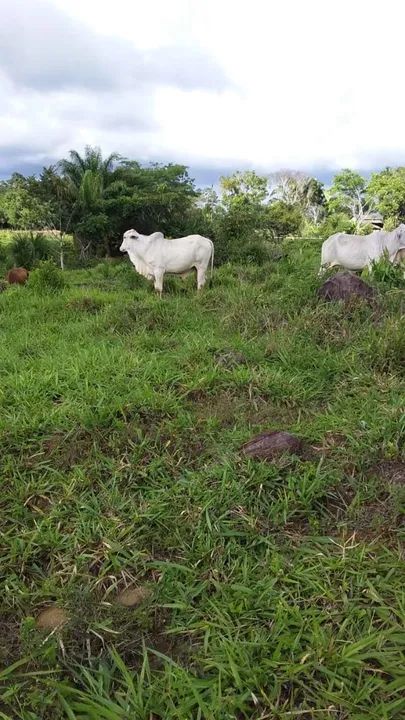 foto - Boa Vista - Alvorada