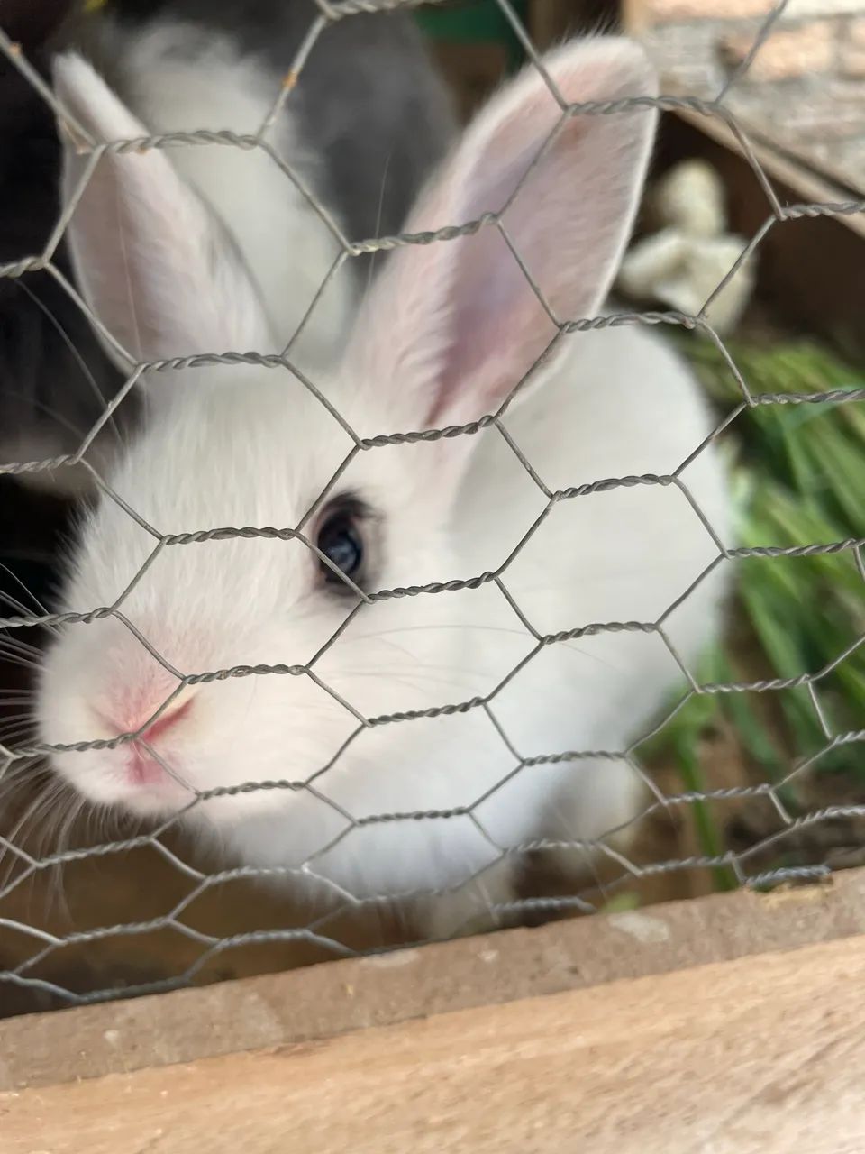 Filhotes de coelho  - Foto 2