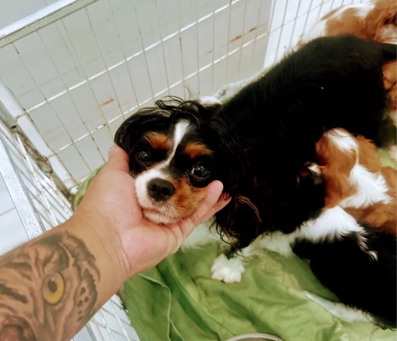 Cavalier King Charles Spaniel - Foto 5
