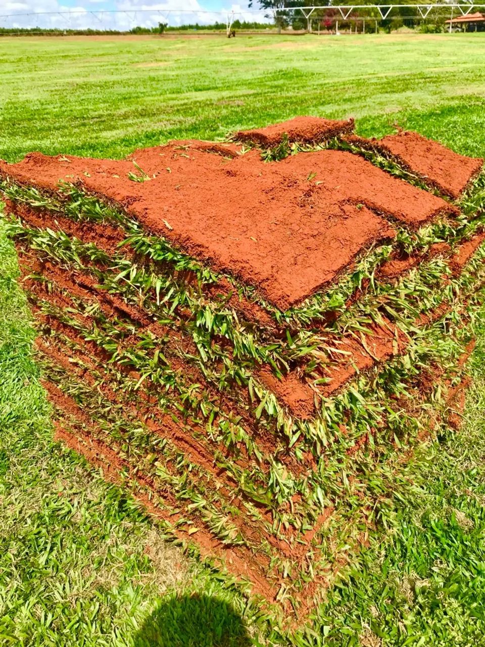 Gramas para Jardim - Tapetes de Gramado - Foto 6