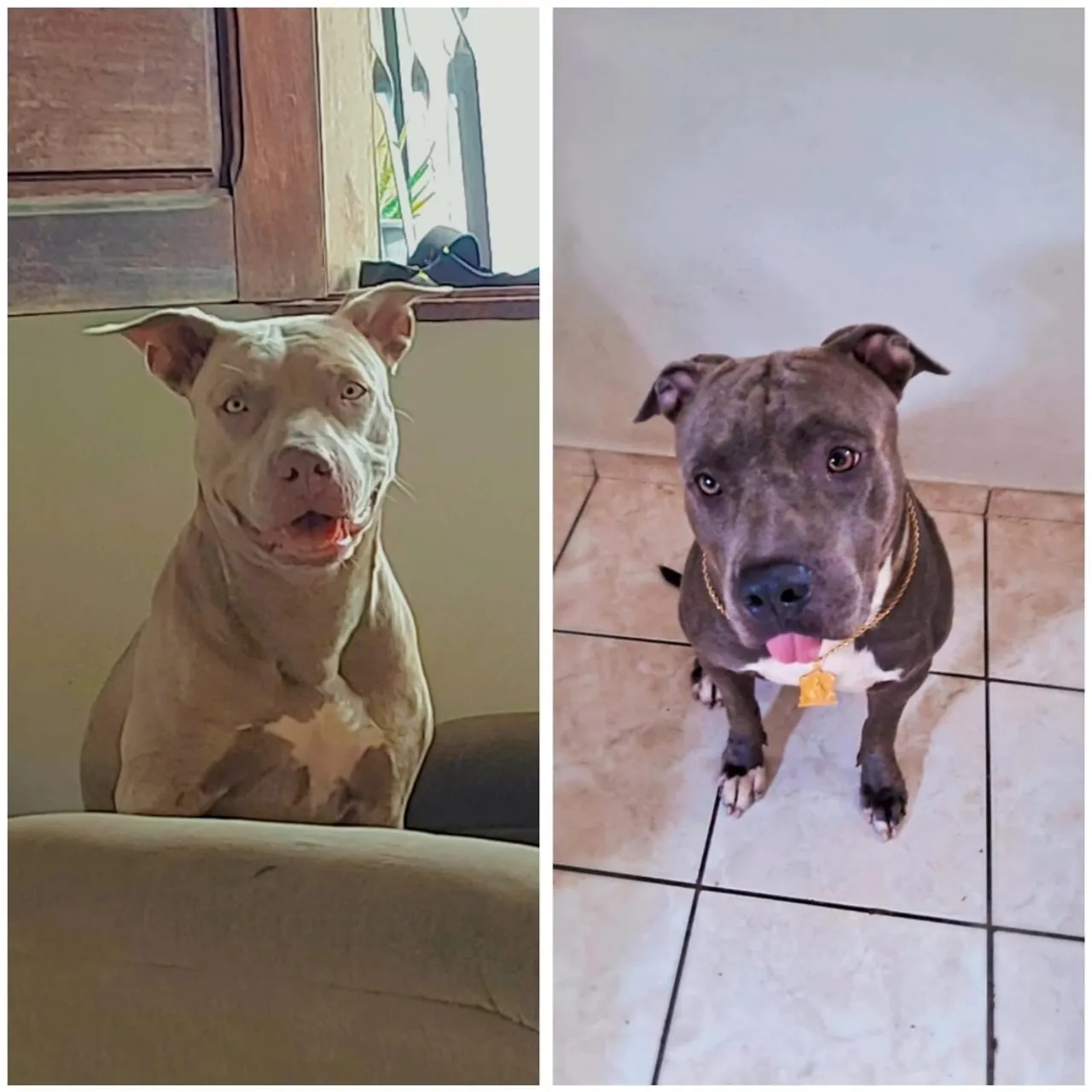 Filhotes de pit Bull