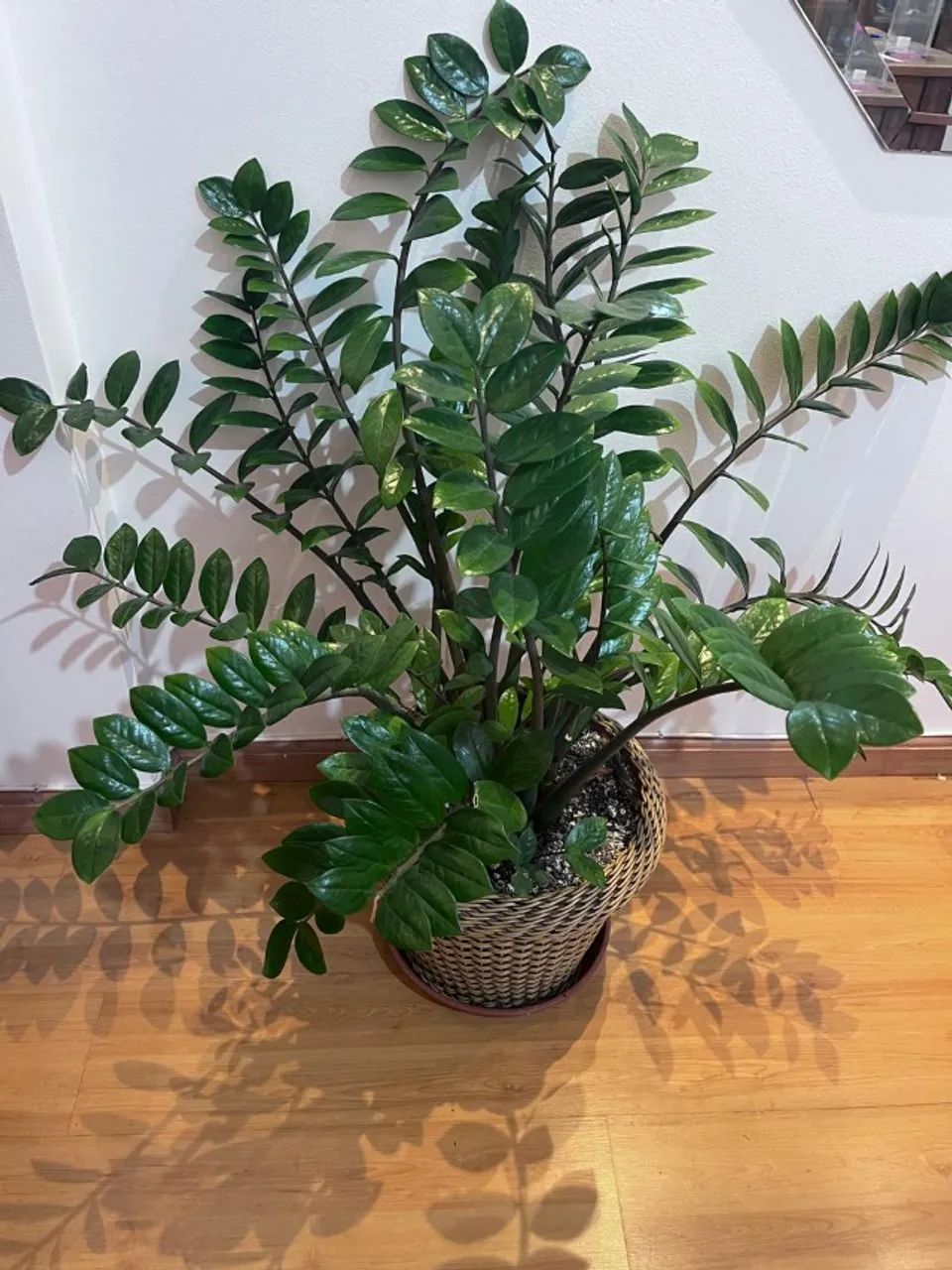 Zamioculca planta ornamental
