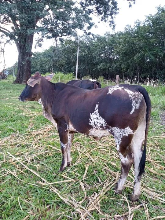 Vacas de leite - Foto 4