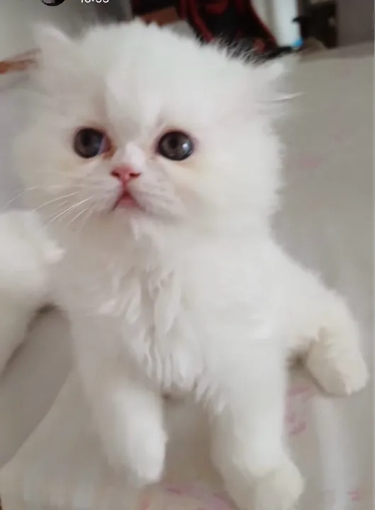 Gato persa lindos bebês com pedigree