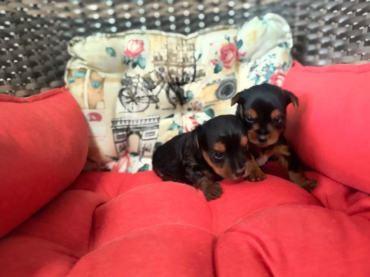 Lindos Filhotes de Yorkshire Terrier
