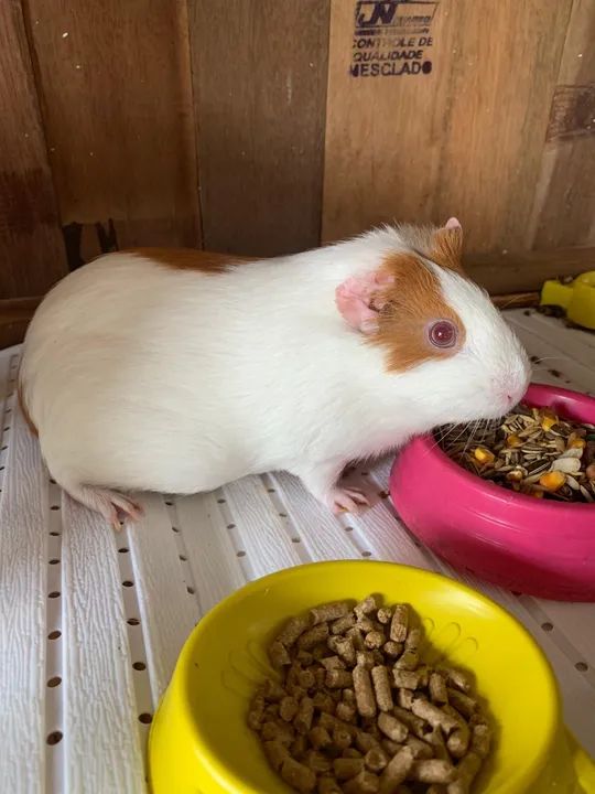 Porquinhos da Índia - Foto 4