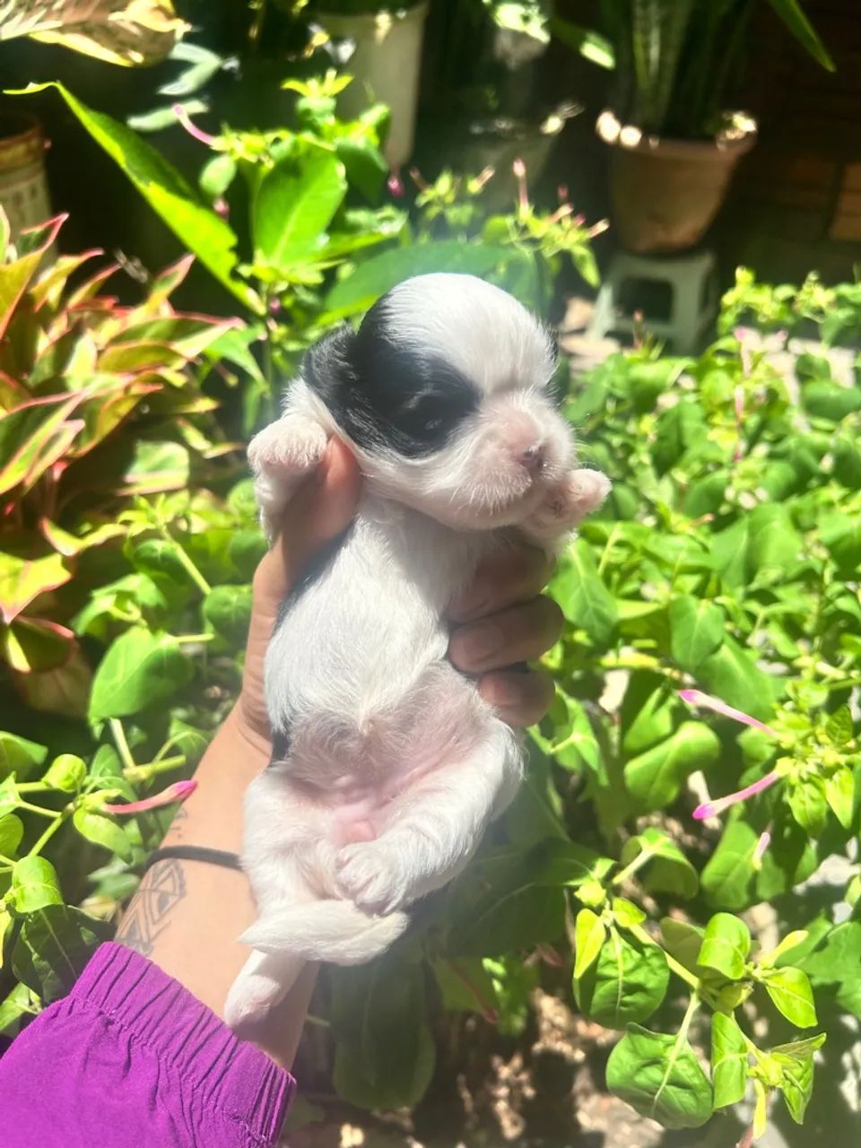 Shitzu+shipoo - Foto 5
