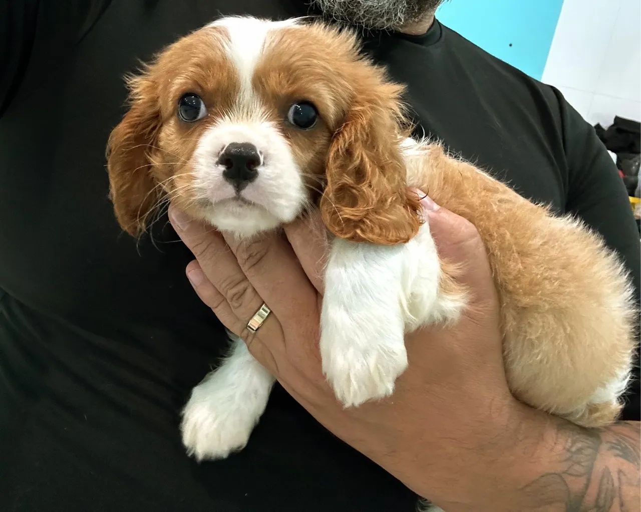 Cavalier King Charles Spaniel - Foto 2