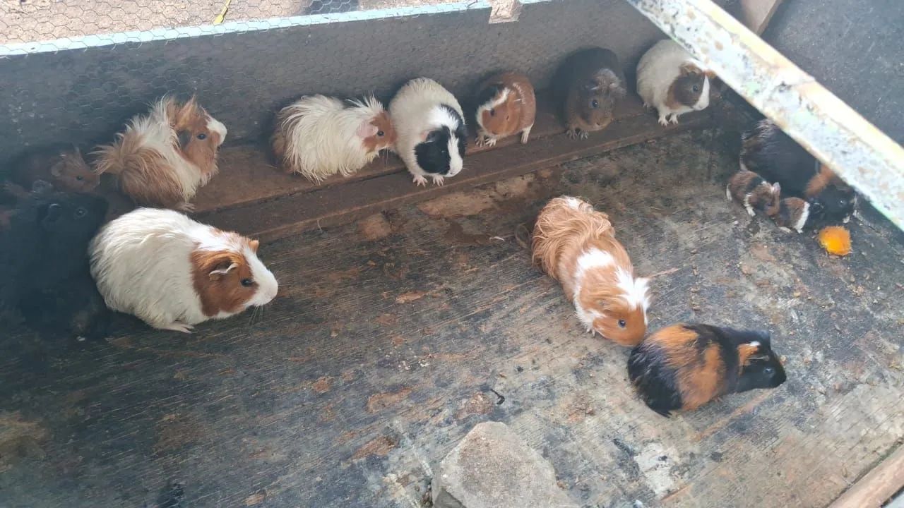 Porquinho da índia, ( filhotes)