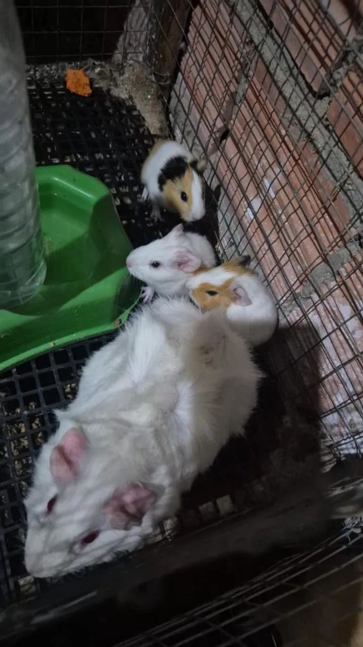 Porquinhos da india64672878314882123