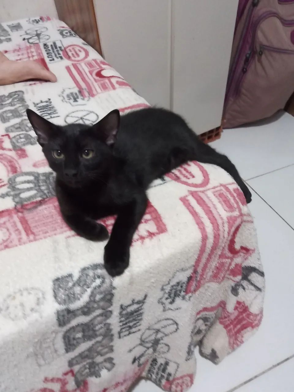 Gatinhos inteligente e dócil para adoção