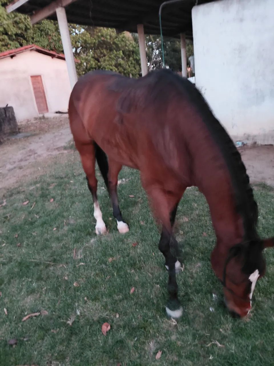 Cavalo para Comércio  - Foto 2