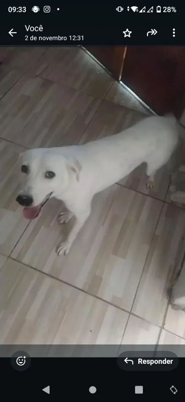 Cachorro adulto disponível para adoção responsável 