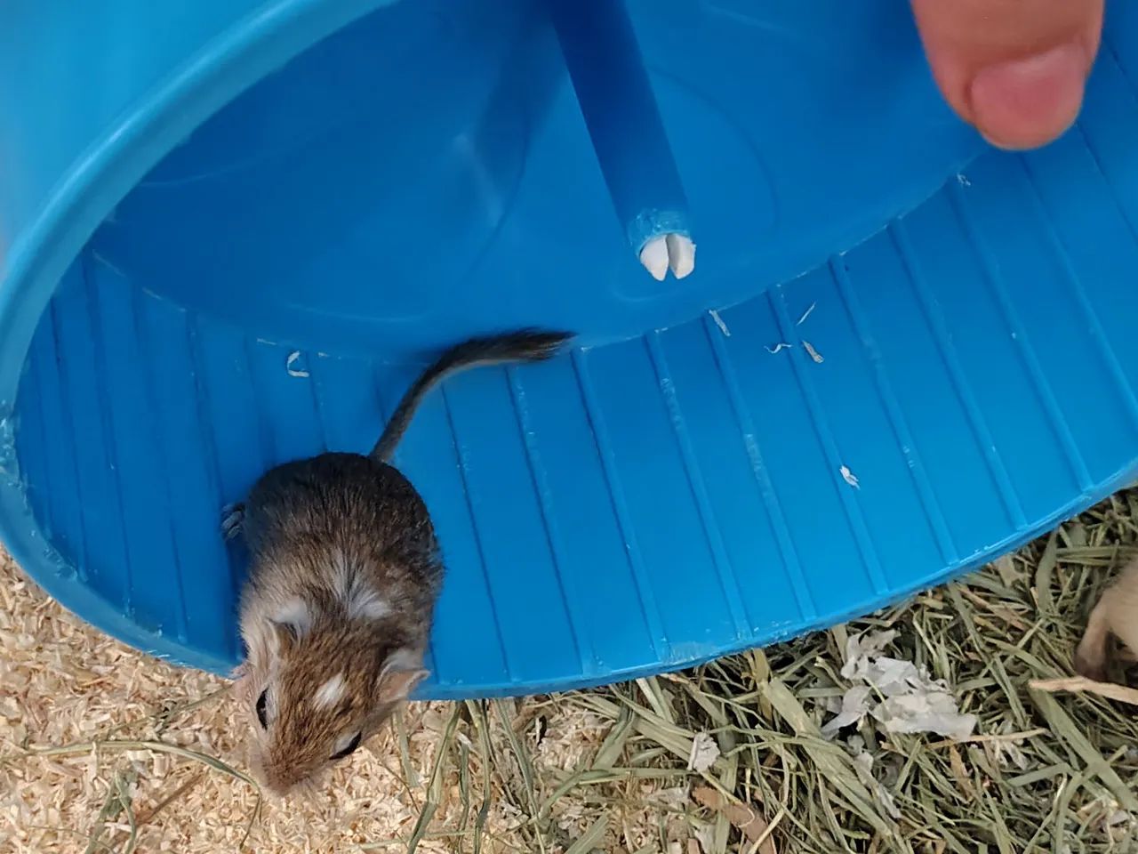 Gerbil64276693885955121