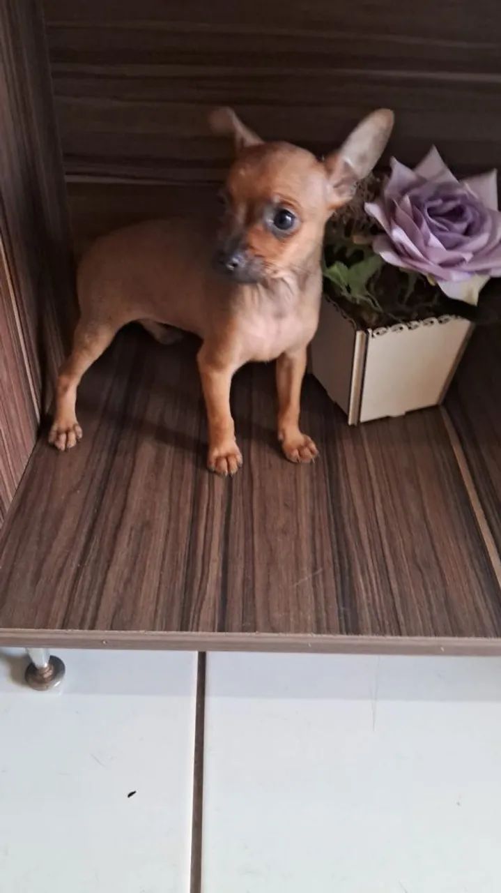 Filhote de Pinscher - Foto 2