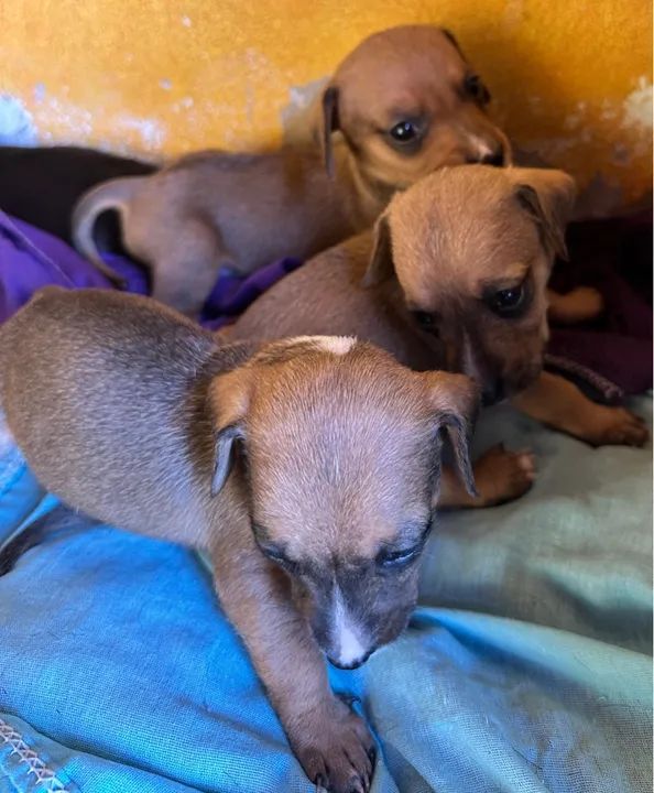 Lindos filhotes de Dachshund - Foto 3