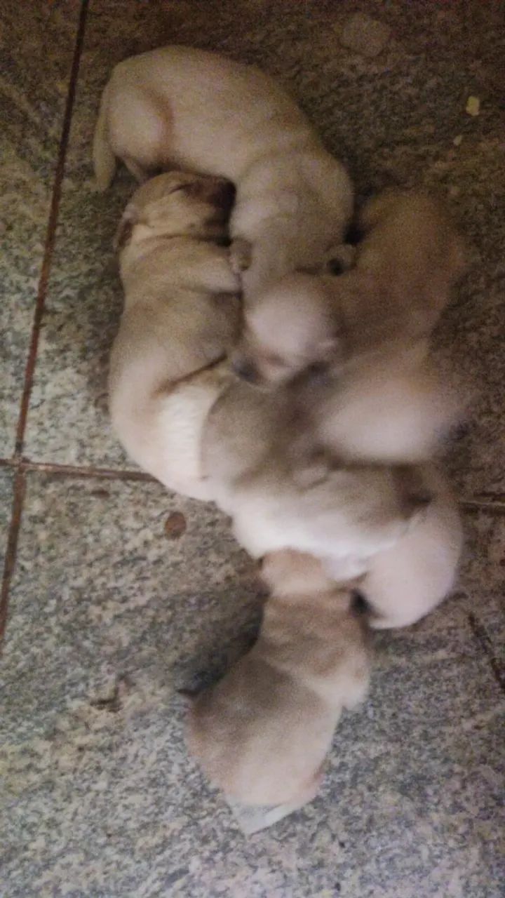 Golden Retriever 