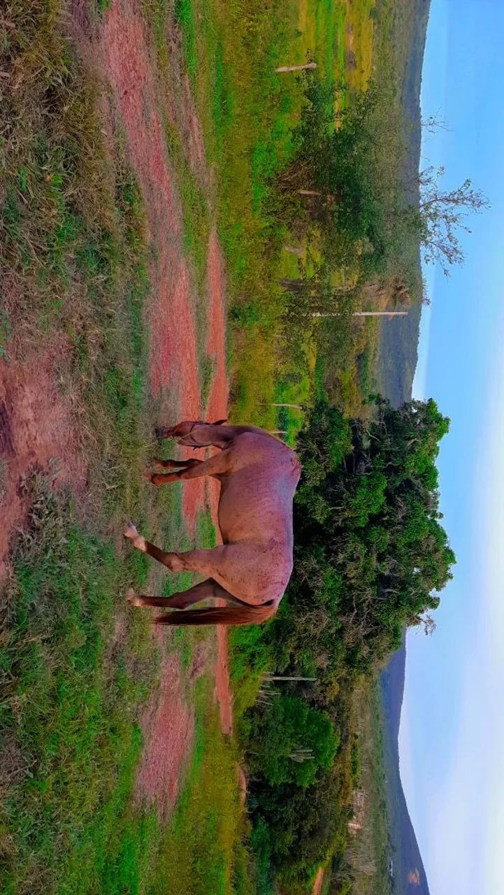 Cavalo Quarto-de-milha