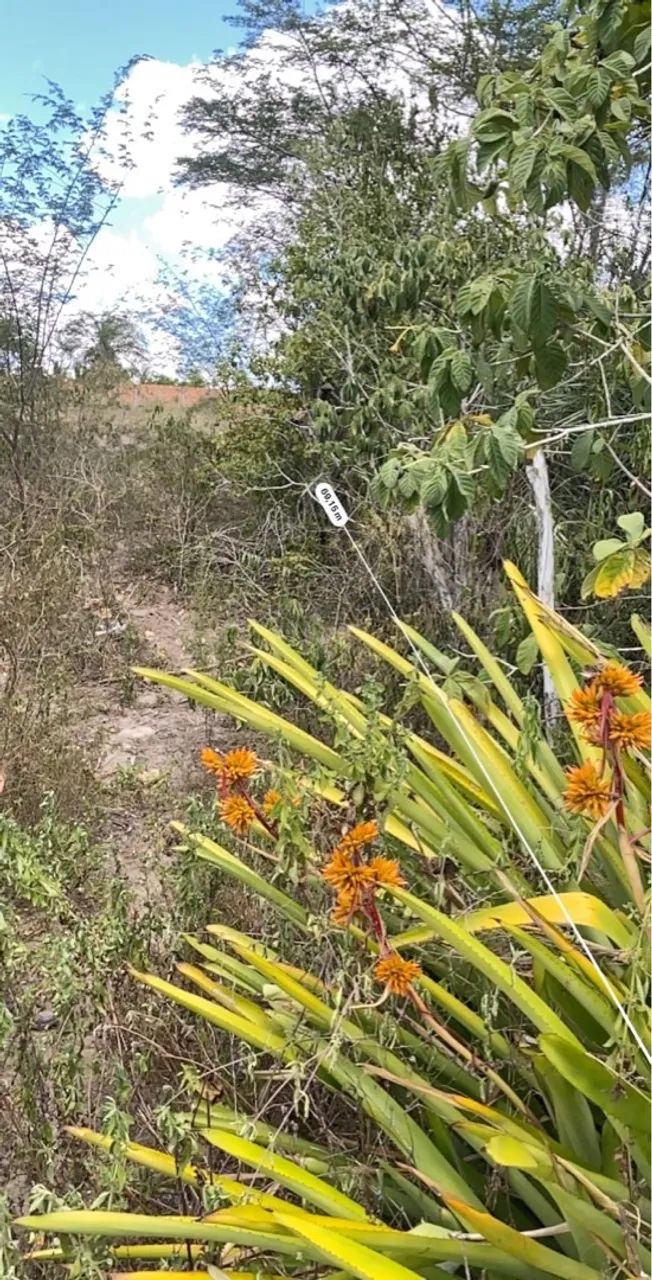 Terreno no retiro - Foto 4
