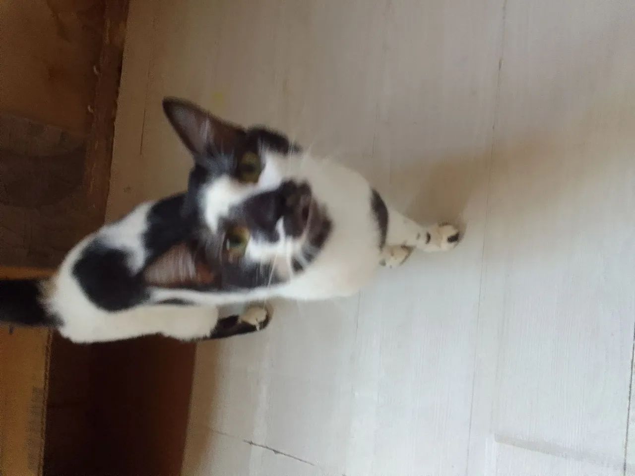 Dois gatinhos fofinhos para adoção - Foto 3