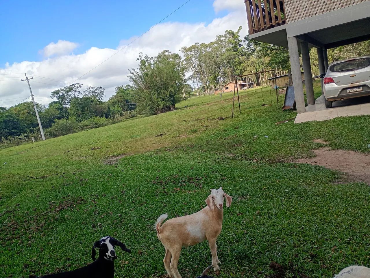 Cabritos 64606908475010121