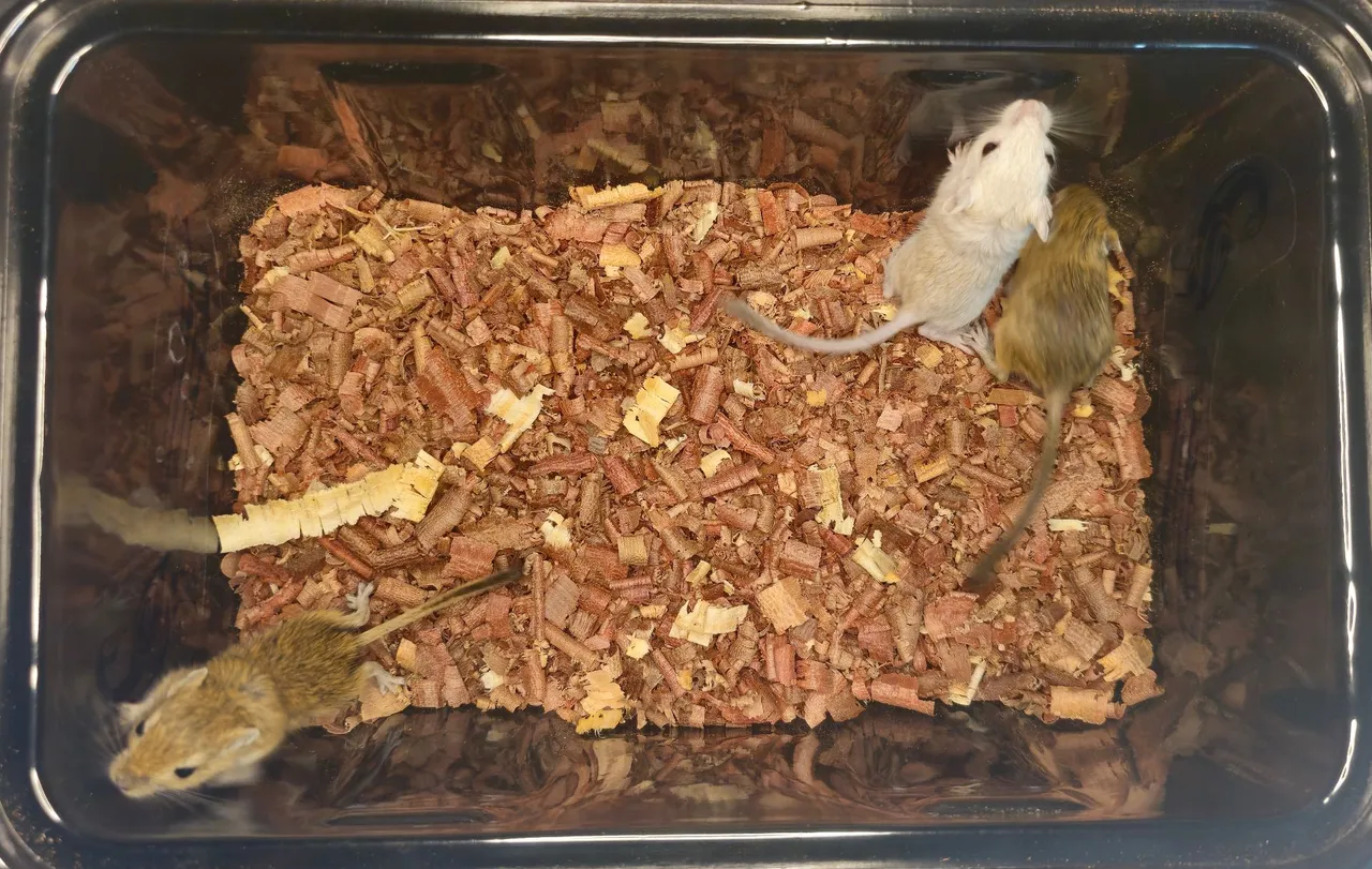Esquilos da Mongólia- Gerbil