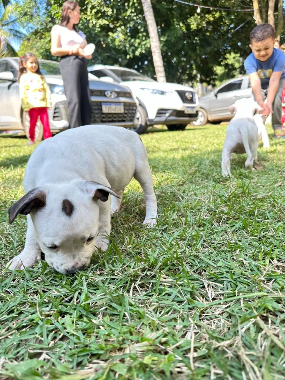 Urgente vendo American Bully  - Foto 2