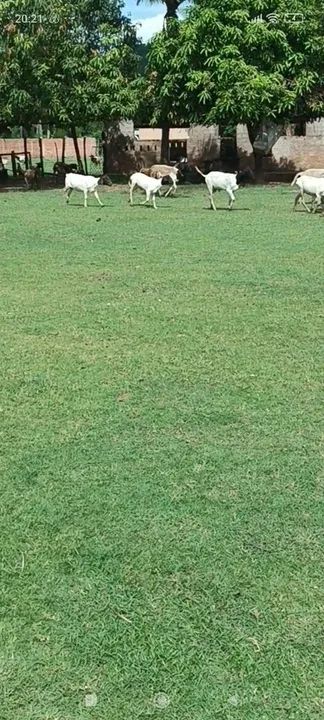 Vendo Carneiros e Ovelhas Dorper. - Foto 3