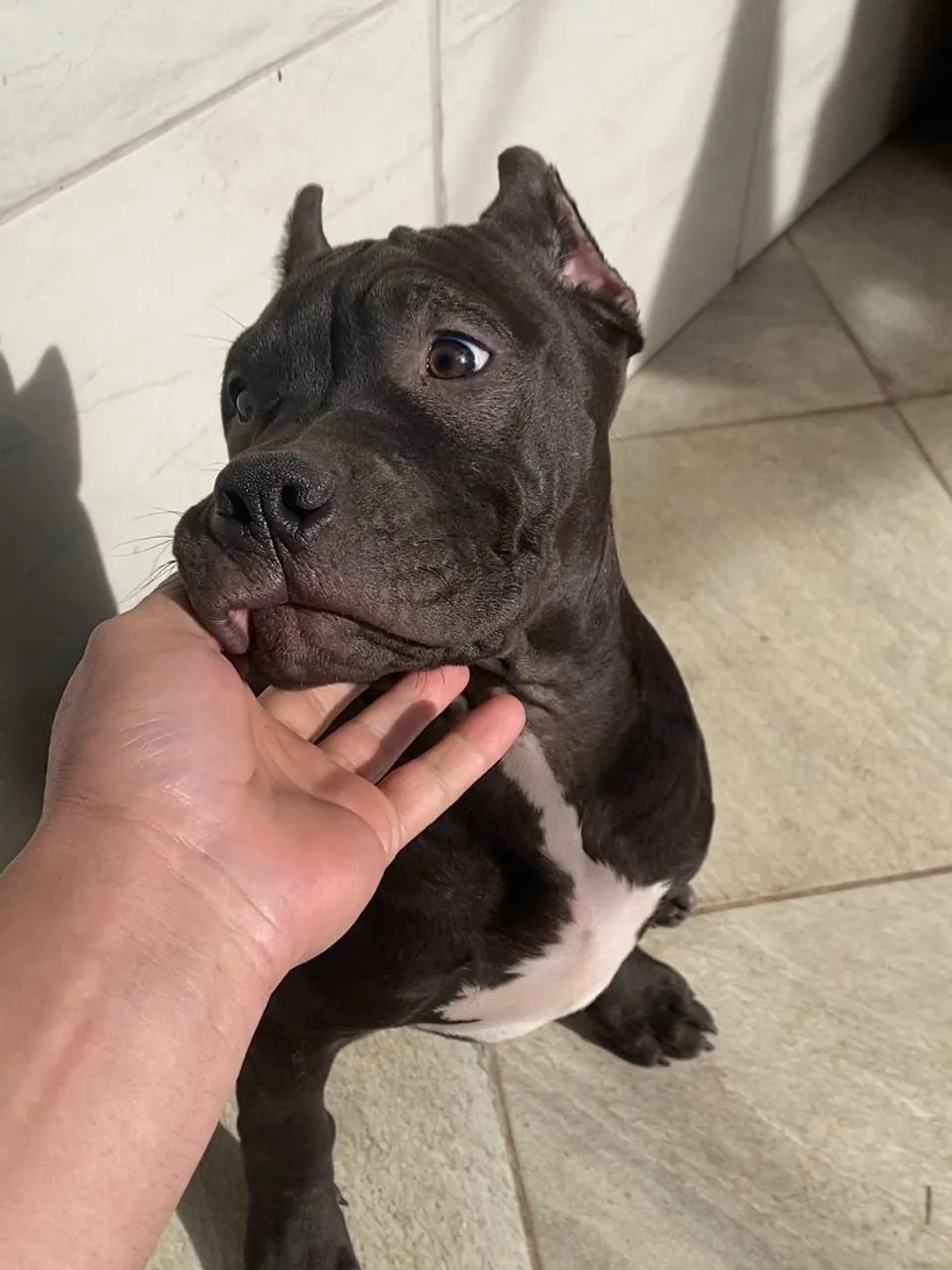 Filhote de Pitmonster