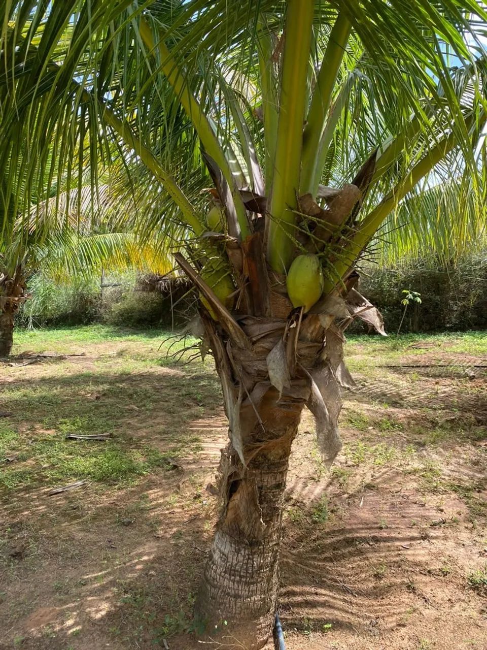 Chácara No Joao de barro - Foto 2