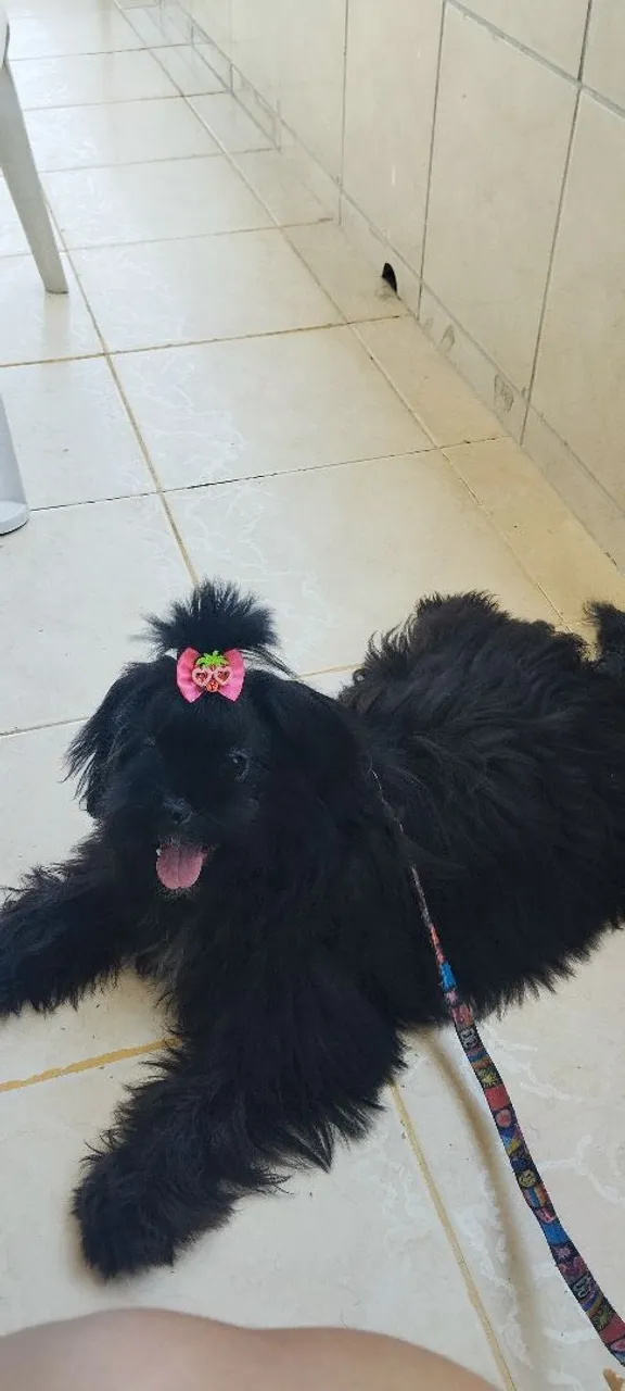Shih tzu fêmea
