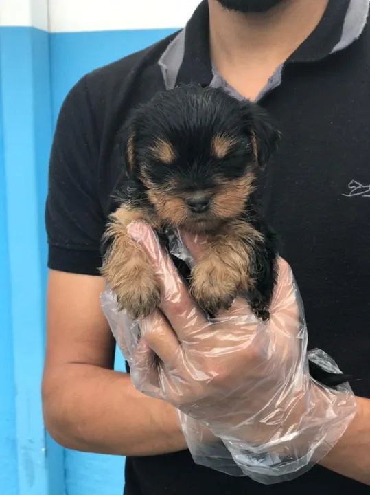 Yorkshire machinho preto com canela filhote com 55 dias vacinado e com pedigree-Alberto