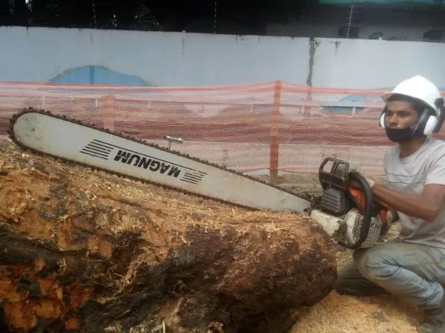 Poda e corte de Árvores - Foto 5