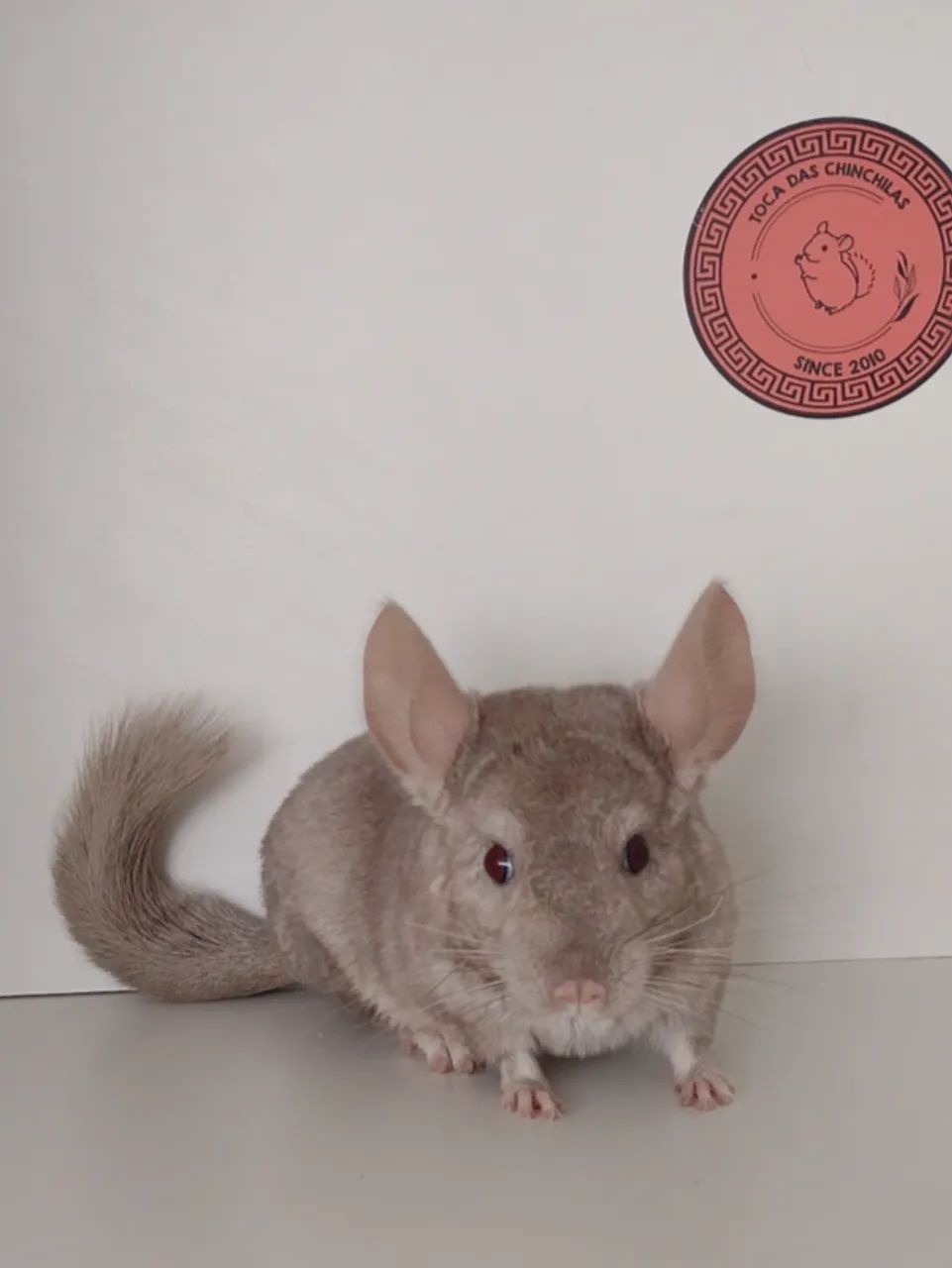 Venda de Chinchila em SP  - Foto 5