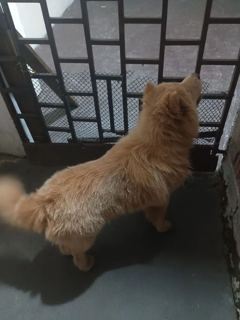 Cachorro Chow-Chow - Foto 2