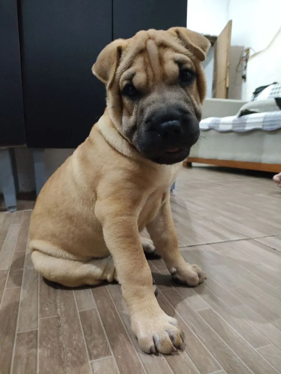 Filhote Shar Pei