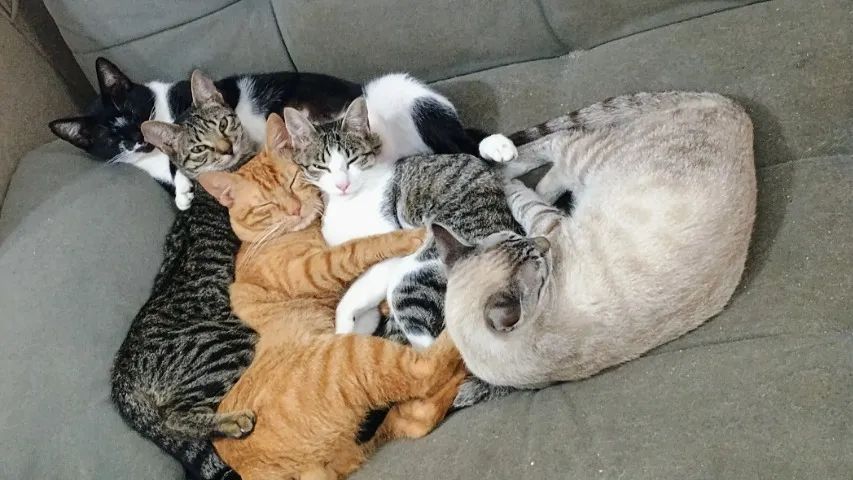 Lindos filhotes Gato 12 Meses Peruibe Sp Castrado E Vermifugado.