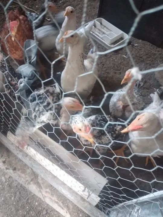 Frango índio shamo  - Foto 2