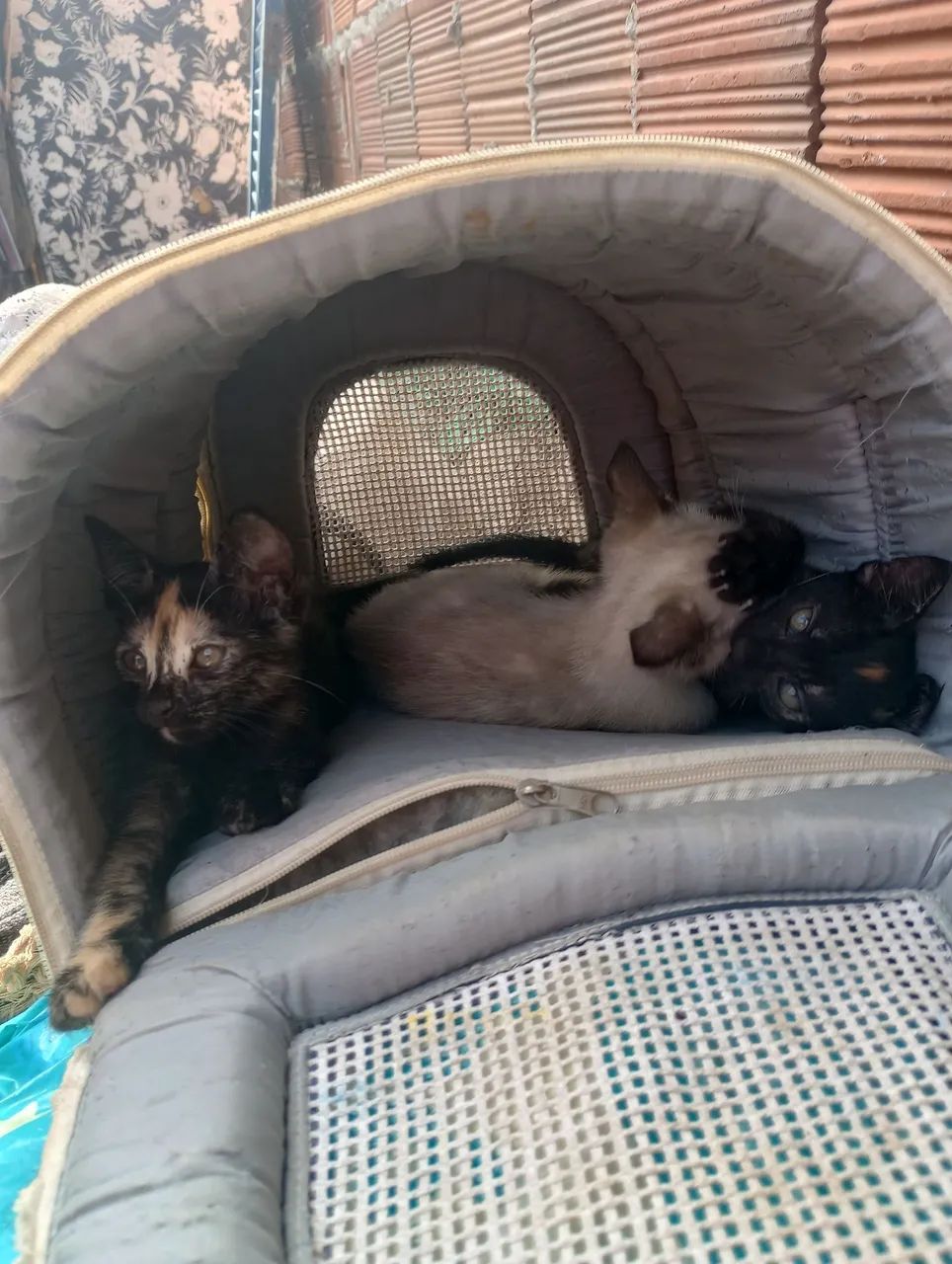 Gatinhas para adoção! Com 3 meses de vida, todas fêmeas.