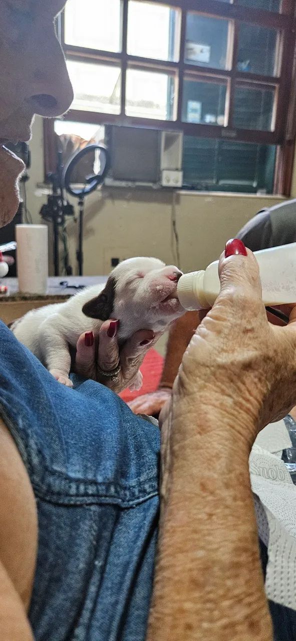 Filhote de pitbull red nose