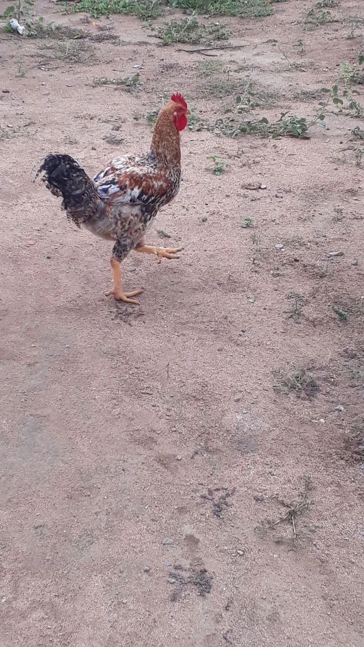 Galo (só macho) saudáveis  - Foto 3