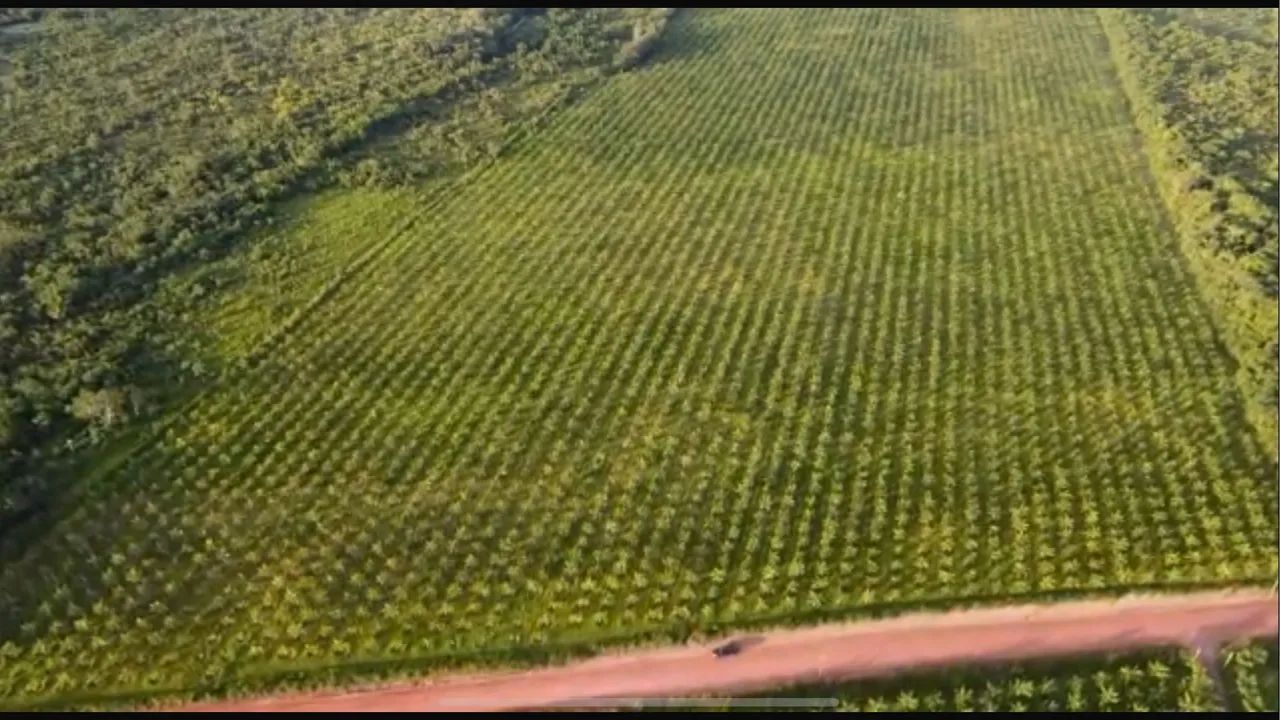 VENDO ÁREA DE PLANTIO DE AÇAÍ  - Foto 3