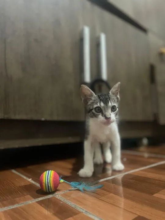Gatinho disponível para adoção - Foto 6