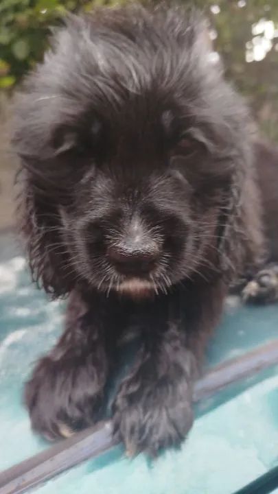 Filhote de Cocker Spaniel Inglês - Foto 4