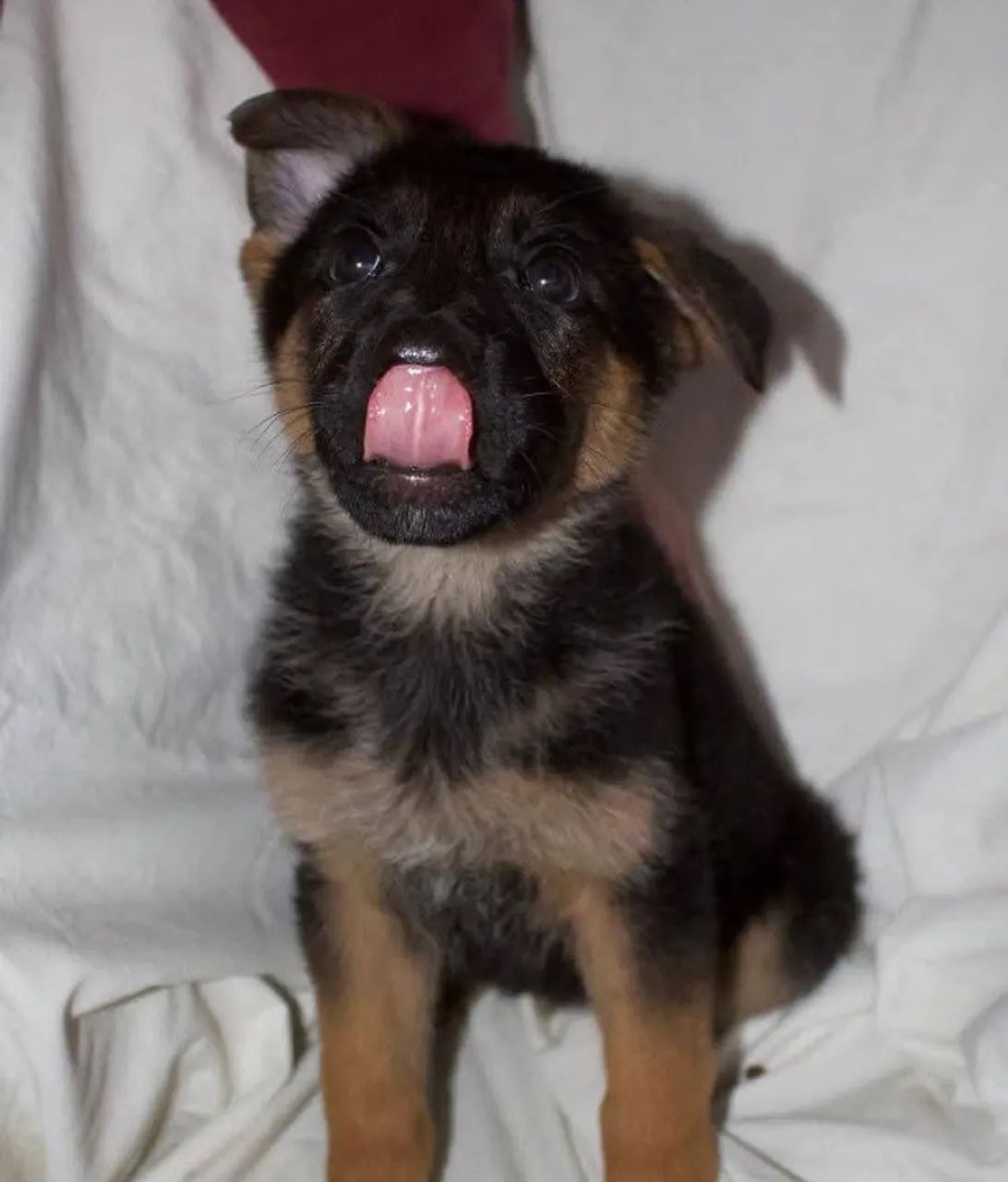 Filhotes de Pastor Alemão | Um charme ambulante.