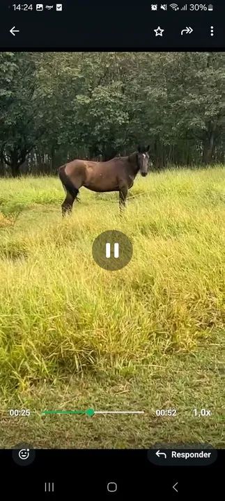 Vendo egua macia pra andar - Foto 2