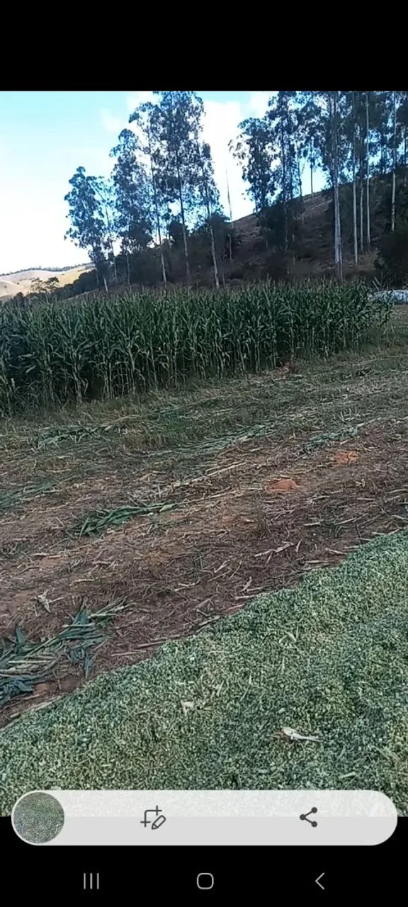 Silagem de Milho - Qualidade Superior